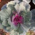 精品冬季耐寒草花羽衣甘蓝基地