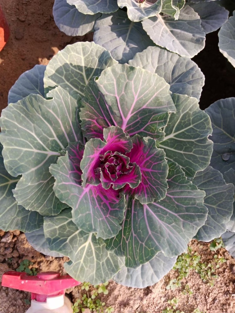 精品冬季耐寒草花羽衣甘蓝基地
