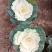 精品冬季耐寒草花羽衣甘蓝基地