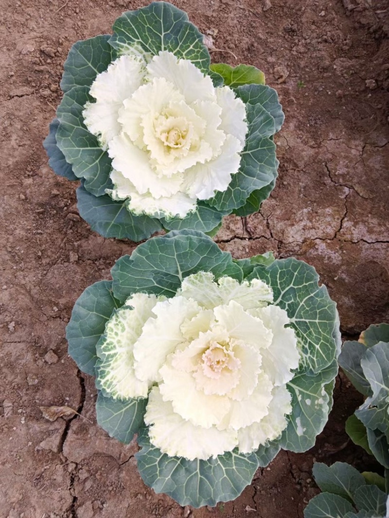 精品冬季耐寒草花羽衣甘蓝基地