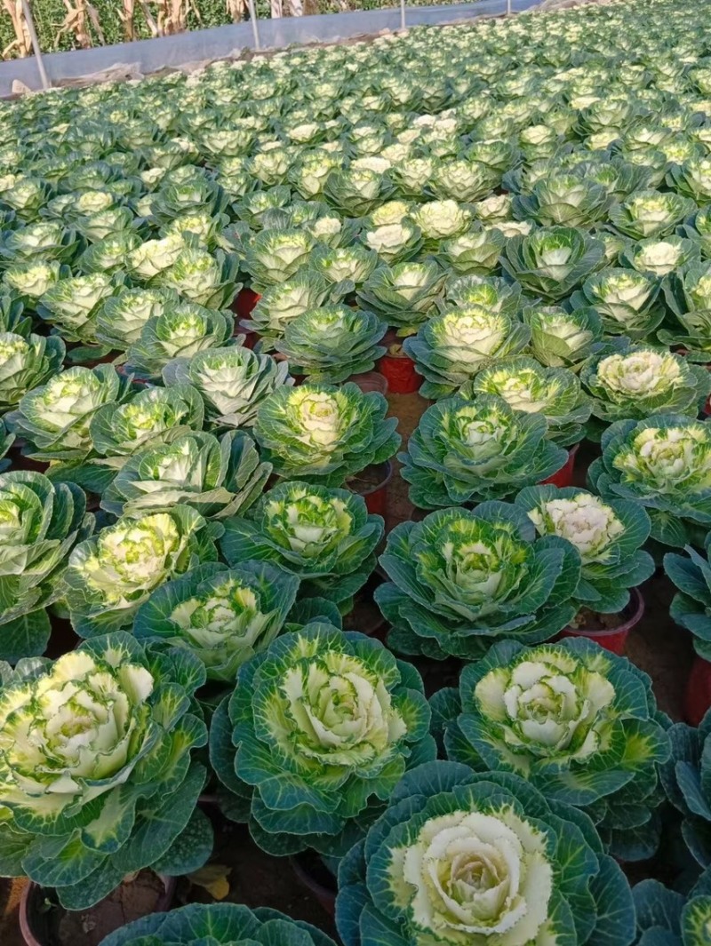 精品冬季耐寒草花羽衣甘蓝基地