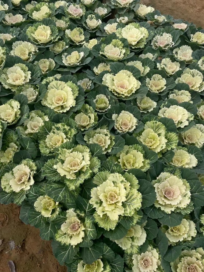 精品冬季耐寒草花羽衣甘蓝基地