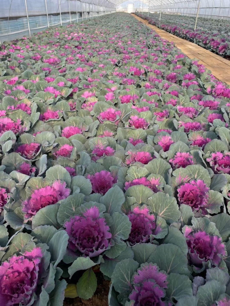 精品冬季耐寒草花羽衣甘蓝基地