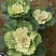 精品冬季耐寒草花羽衣甘蓝基地
