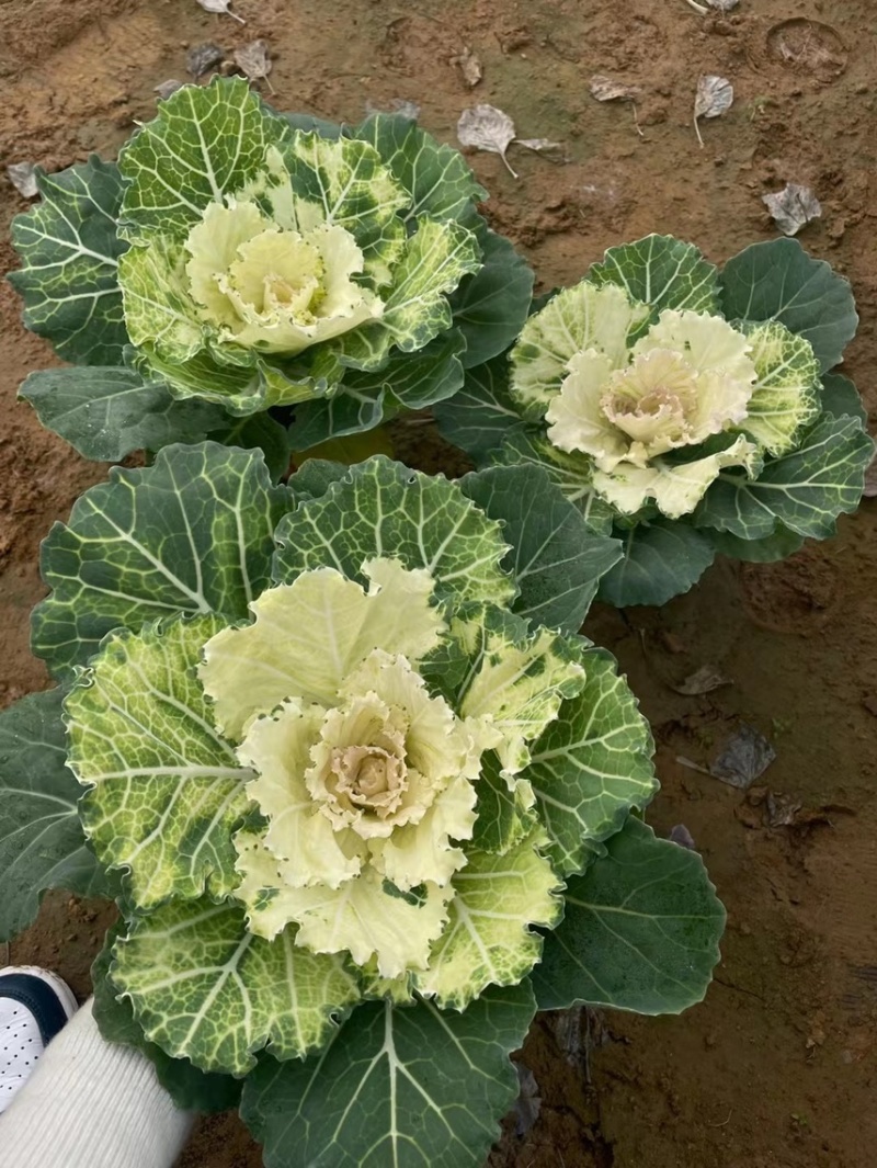 精品冬季耐寒草花羽衣甘蓝基地