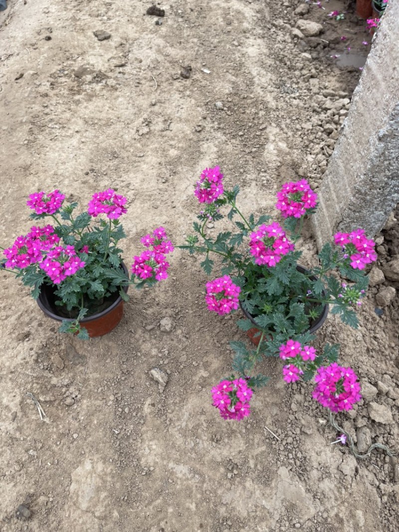 宿根美女樱现货供应基地批发