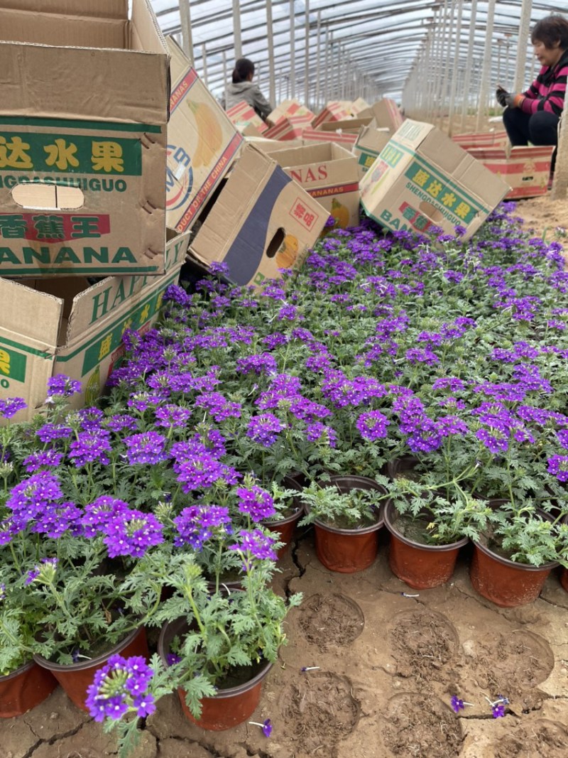 宿根美女樱现货供应基地批发