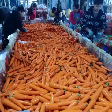 精品胡萝卜大量上市需要的老板联系