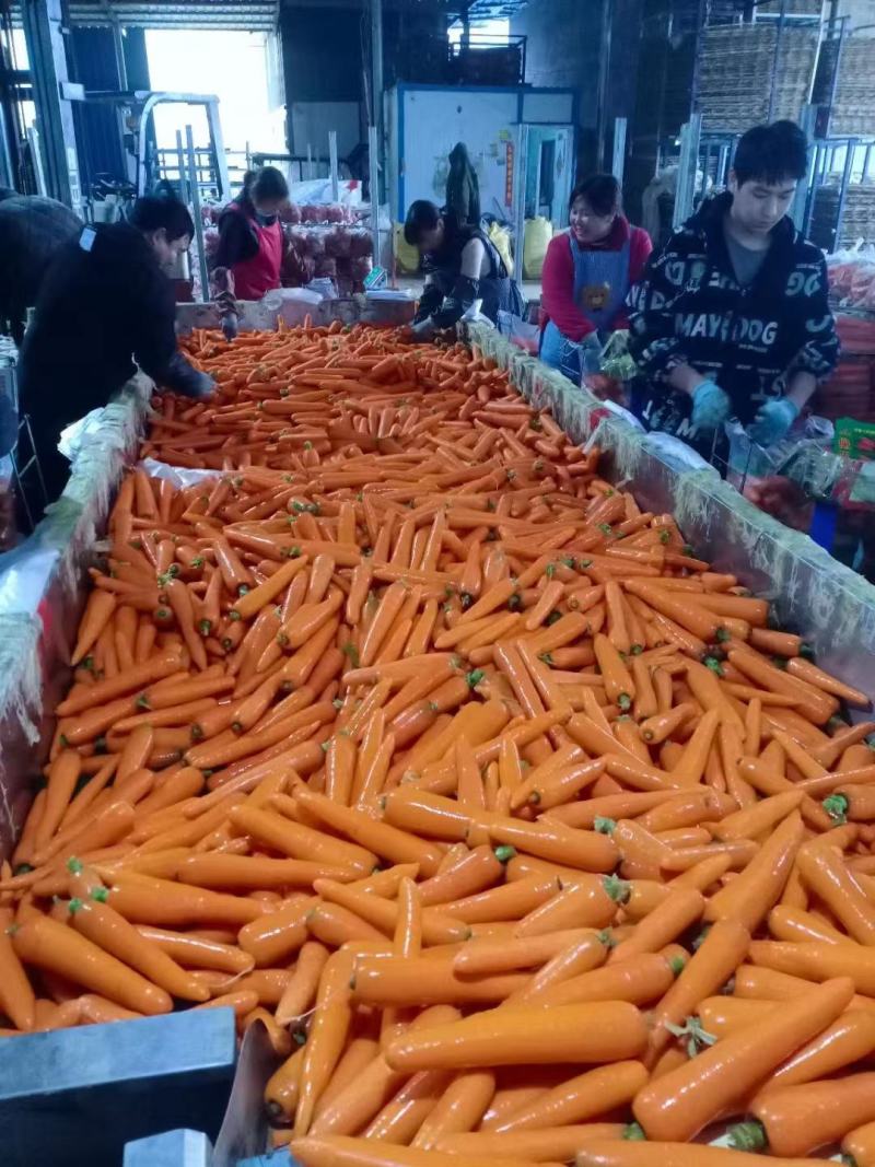 精品胡萝卜大量上市需要的老板联系