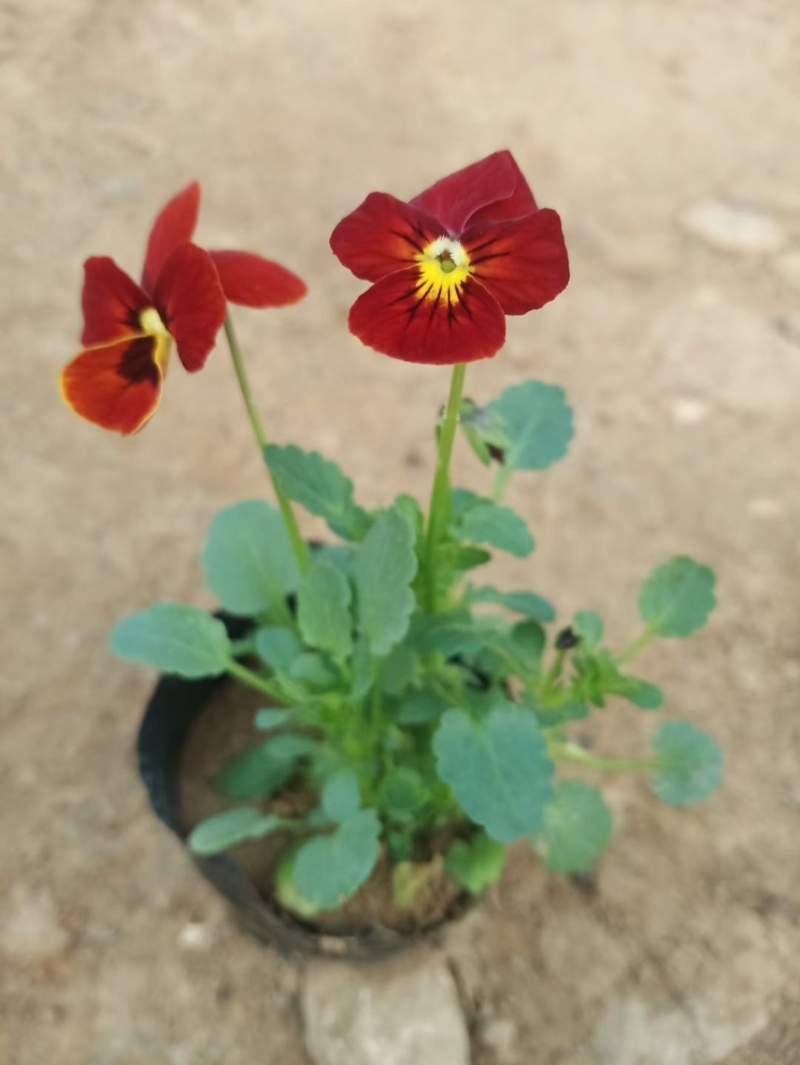 冬季耐寒草花角堇现货供应