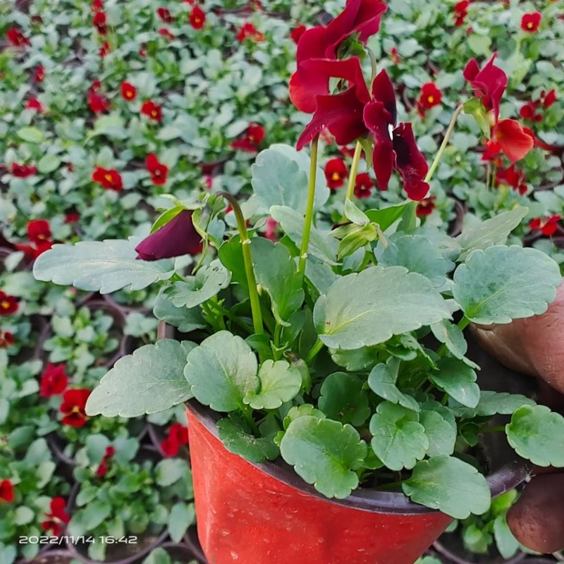 冬季耐寒草花角堇现货供应