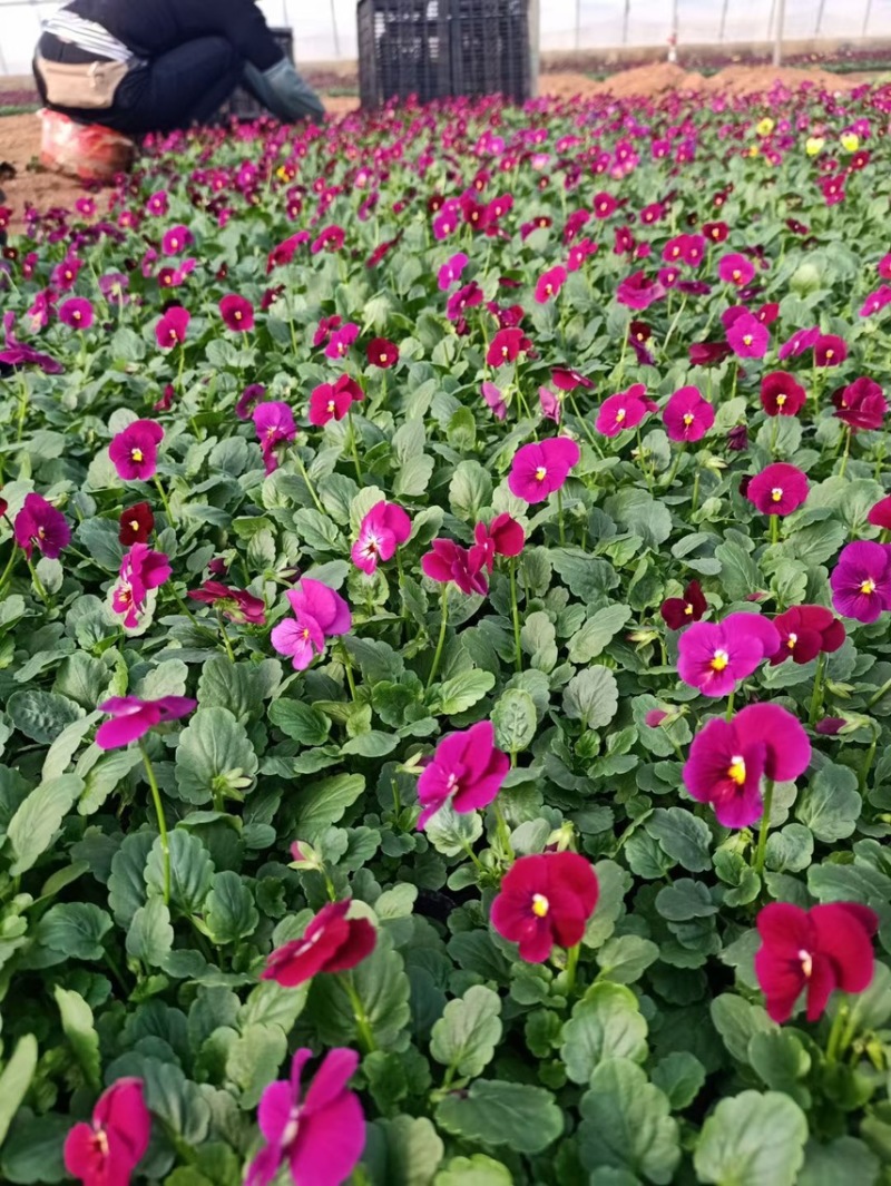 冬季耐寒草花角堇现货供应