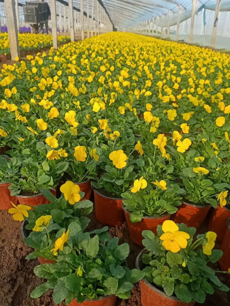 冬季耐寒草花角堇现货供应