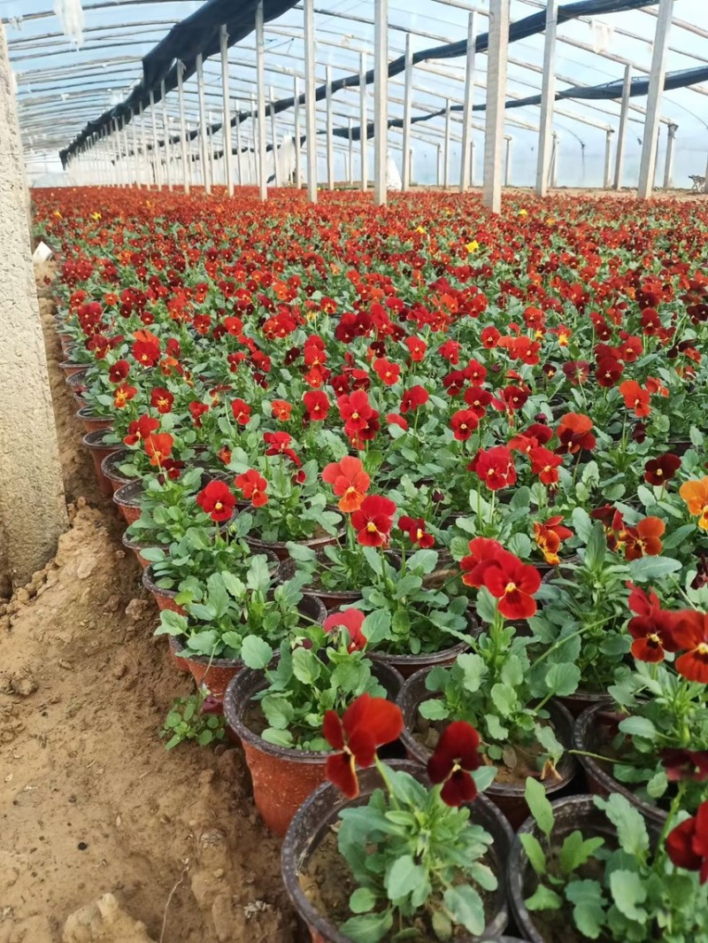 冬季耐寒草花角堇现货供应
