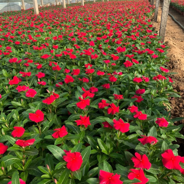 绿化草花长春花批发基地