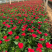 绿化草花长春花批发基地
