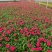 绿化草花长春花批发基地