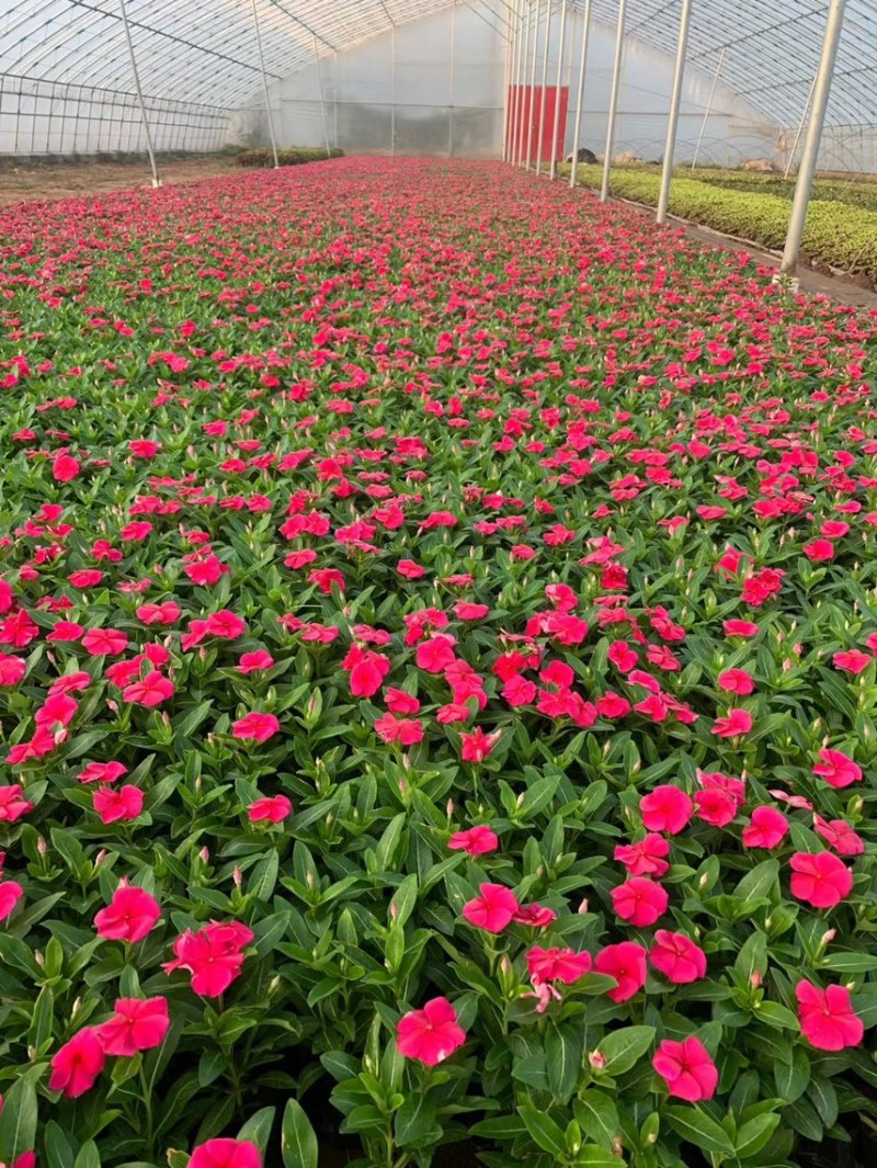 绿化草花长春花批发基地