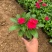绿化草花长春花批发基地