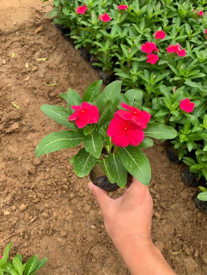 绿化草花长春花批发基地