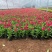 绿化草花长春花批发基地