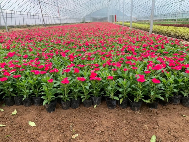绿化草花长春花批发基地
