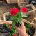 绿化草花长春花批发基地