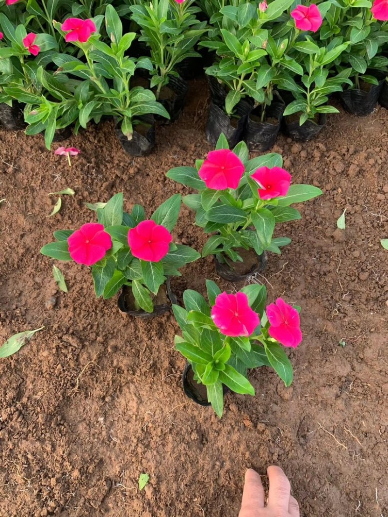 绿化草花长春花批发基地
