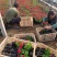 绿化草花长春花批发基地