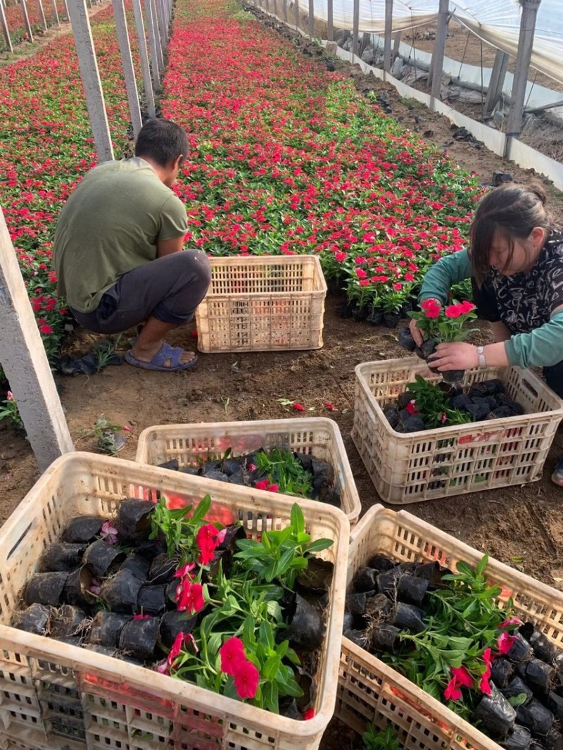 绿化草花长春花批发基地