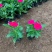 绿化草花长春花批发基地