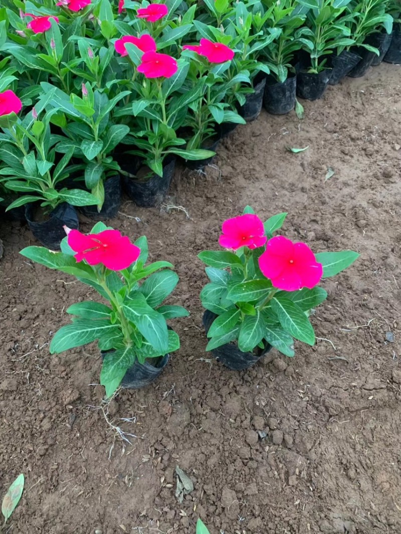 绿化草花长春花批发基地