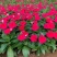 绿化草花长春花批发基地