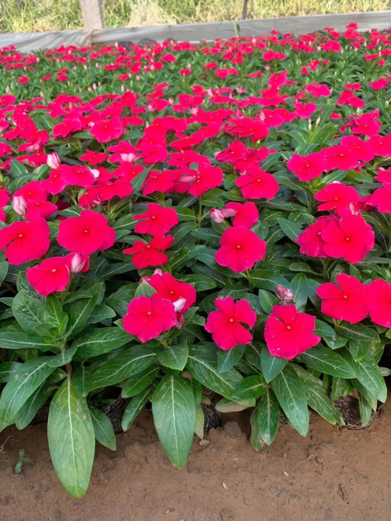 绿化草花长春花批发基地