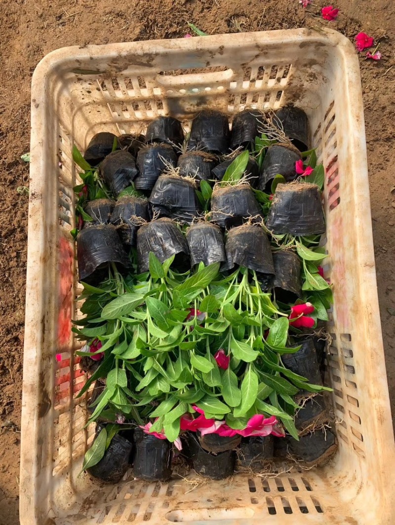 绿化草花长春花批发基地