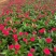 绿化草花长春花批发基地
