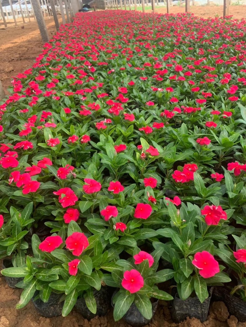 绿化草花长春花批发基地