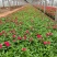 绿化草花长春花批发基地