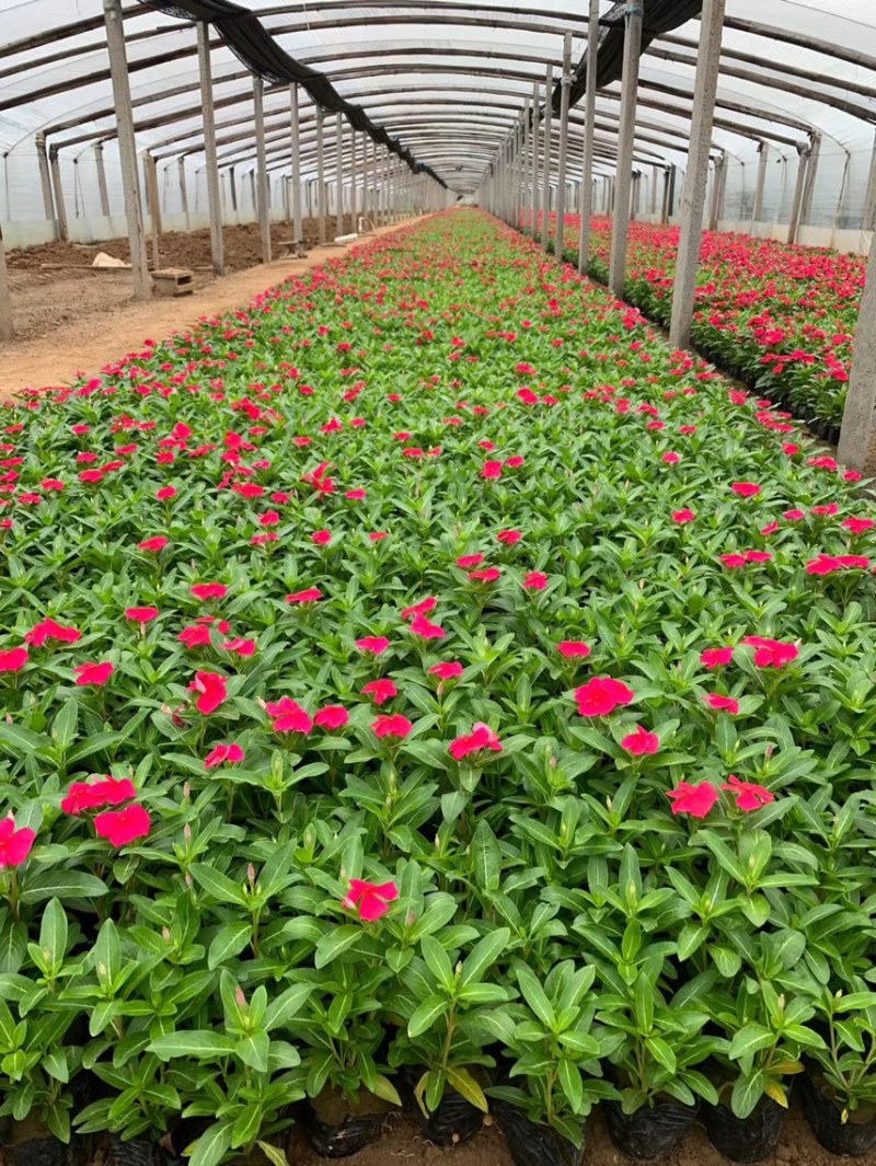 绿化草花长春花批发基地