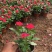 绿化草花长春花批发基地