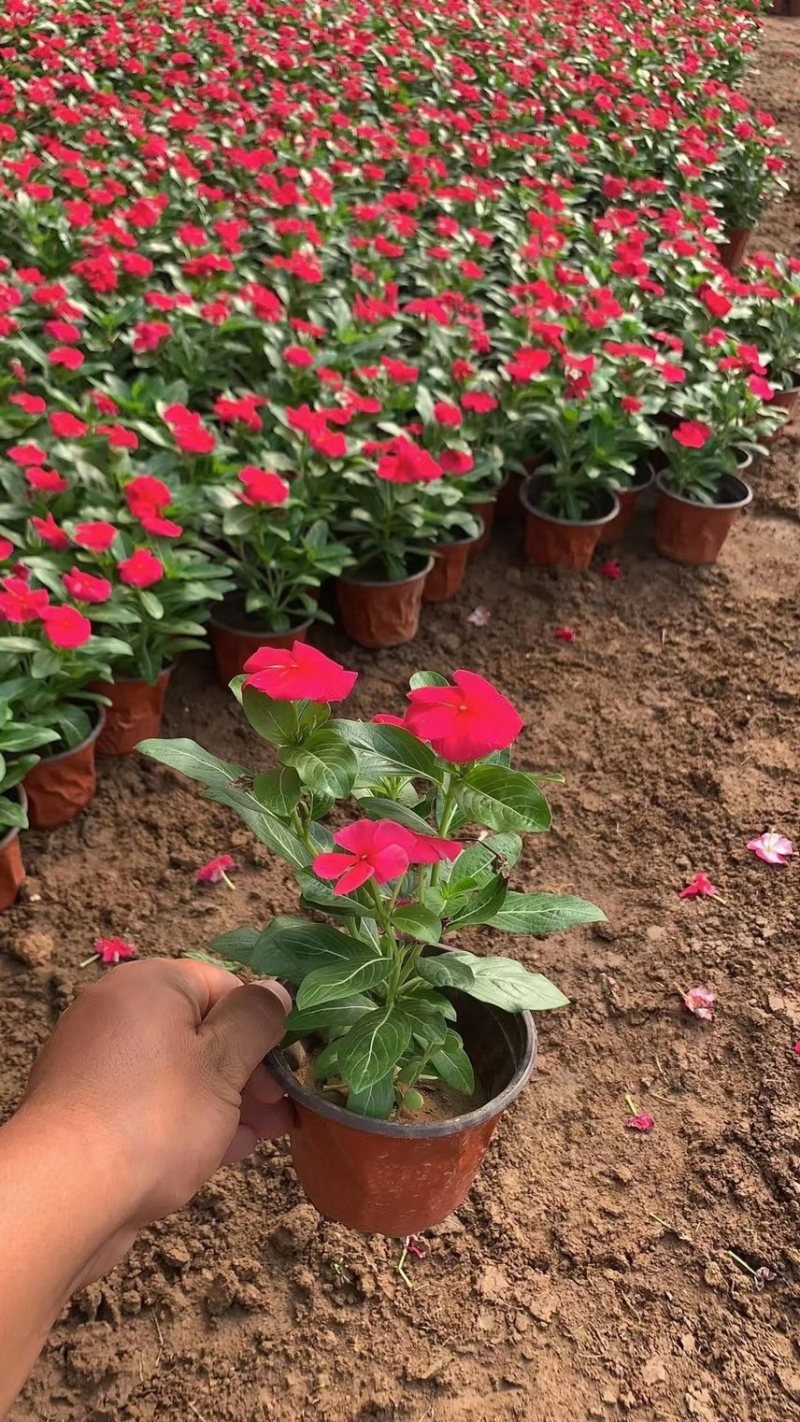 绿化草花长春花批发基地