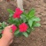 绿化草花长春花批发基地