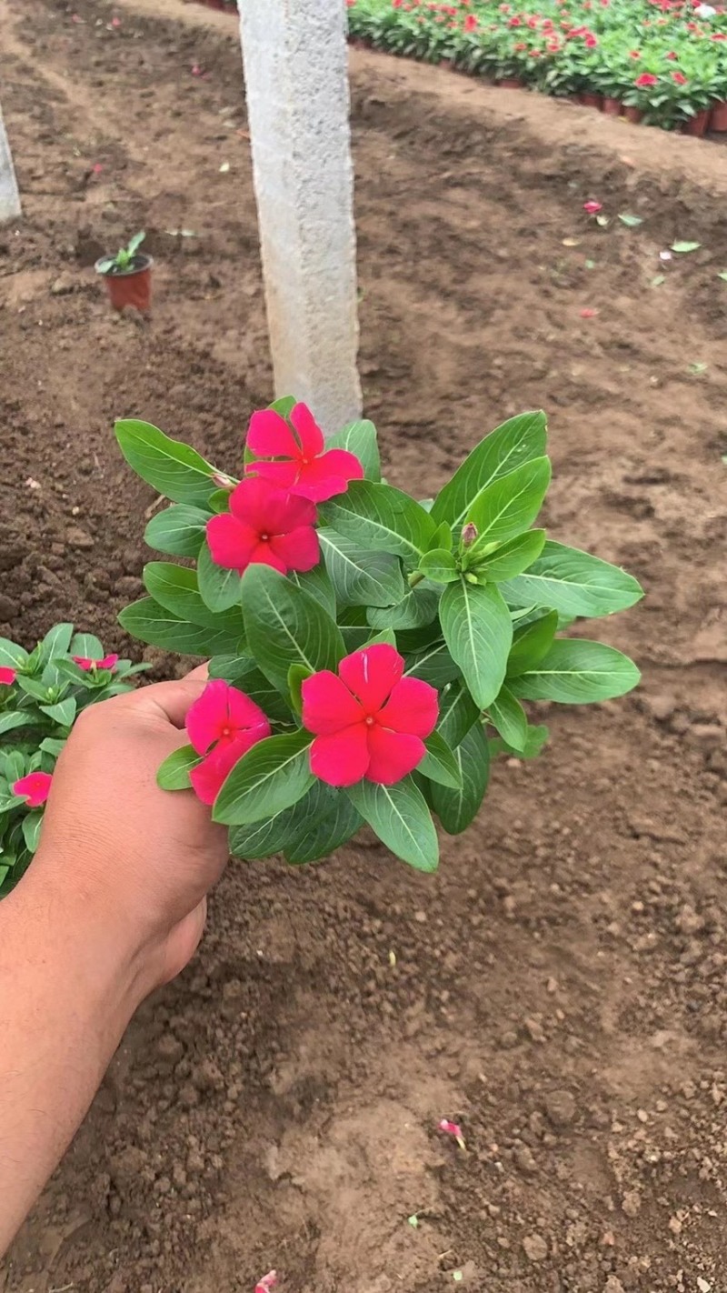 绿化草花长春花批发基地