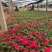 绿化草花长春花批发基地
