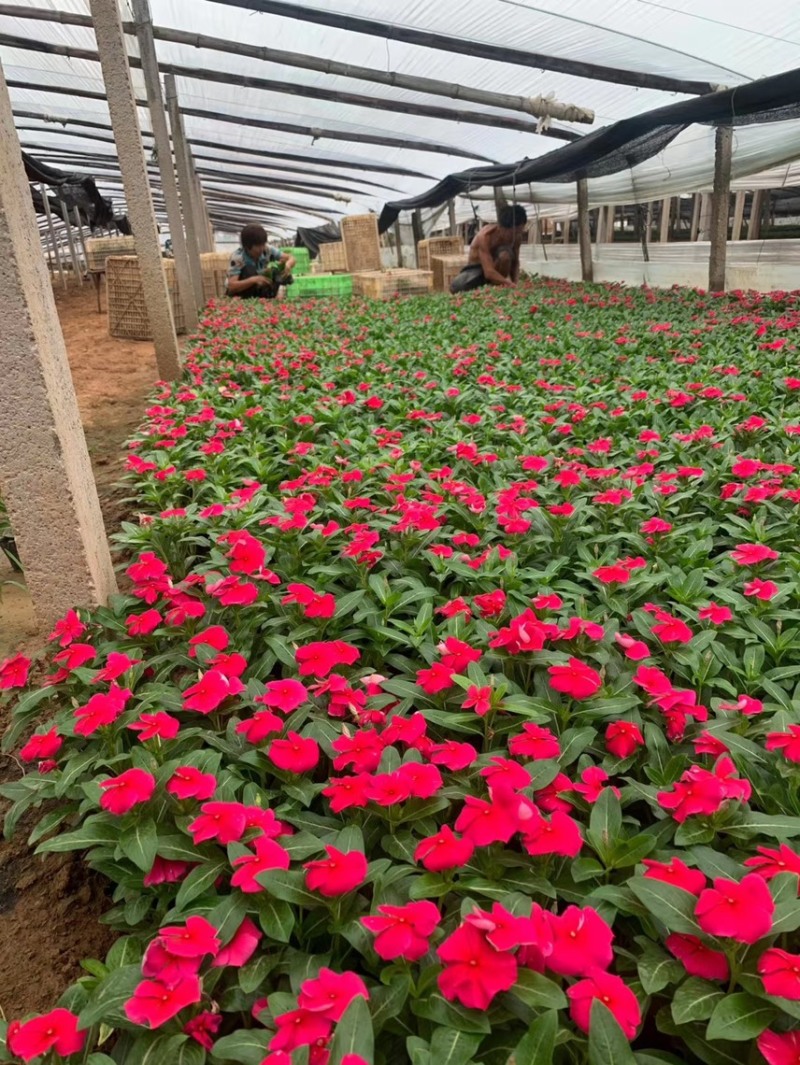 绿化草花长春花批发基地