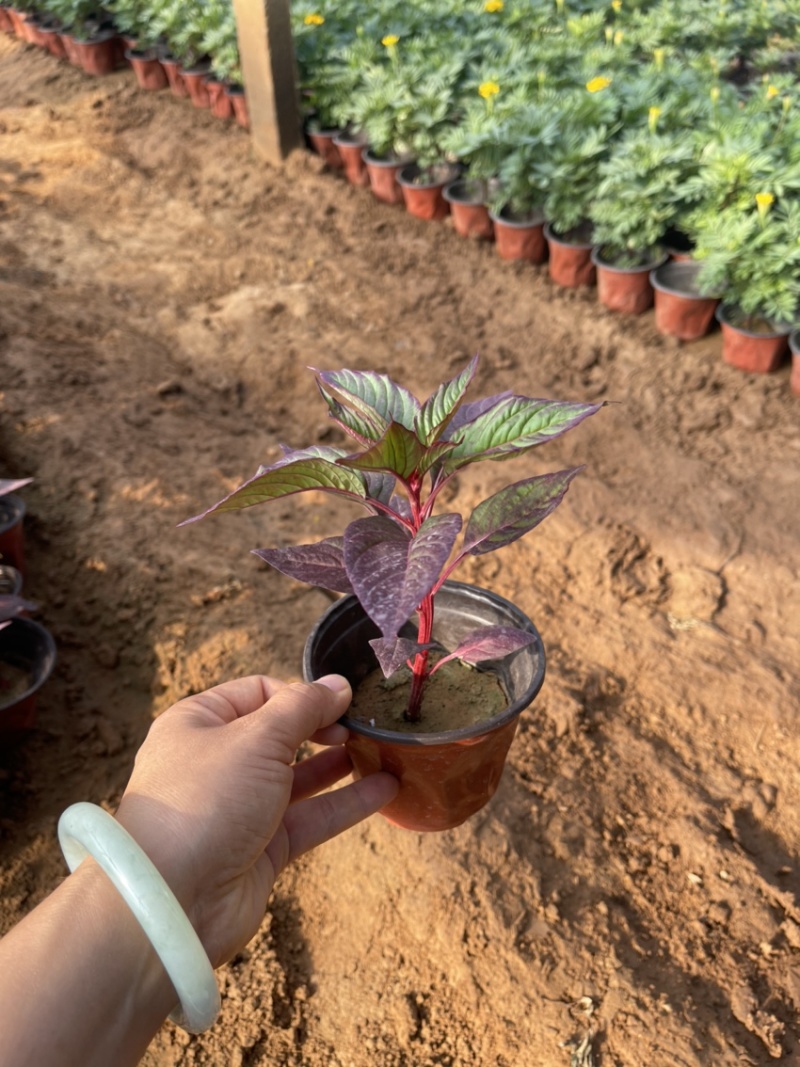 精品绿叶鸡冠花供应基地