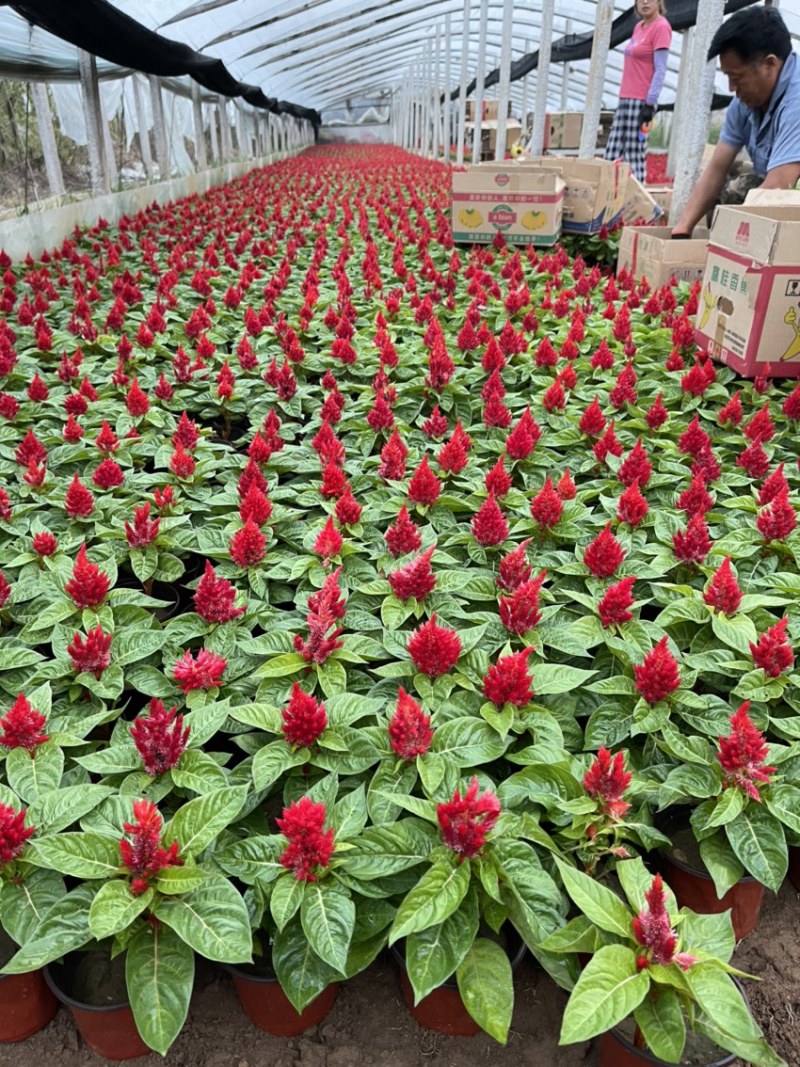 精品绿叶鸡冠花供应基地