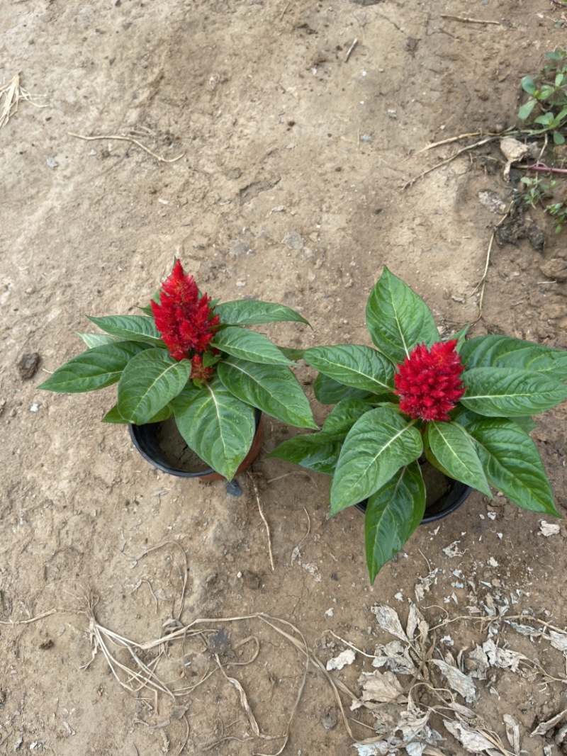 精品绿叶鸡冠花供应基地