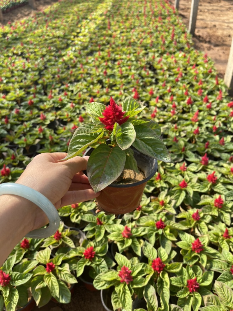 精品绿叶鸡冠花供应基地