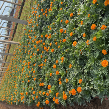 草花孔雀草基地批发